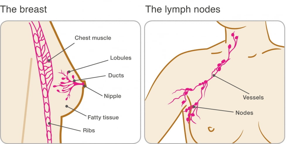 MacroGenics Thrives Following Positive Breast Cancer Results 1